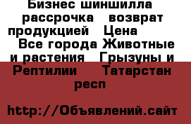 Бизнес шиншилла, рассрочка - возврат продукцией › Цена ­ 4 500 - Все города Животные и растения » Грызуны и Рептилии   . Татарстан респ.